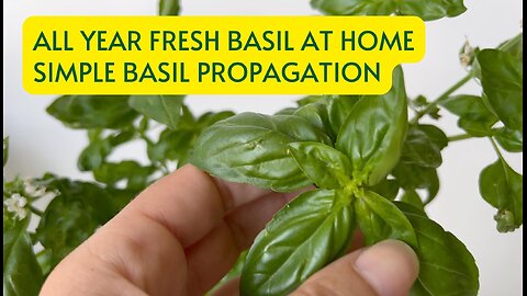 How to Propagate & Grow Basil at Home: Fresh Basil All Year