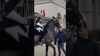 STAND BACK FROM THE KINGS LIFE GUARD TOURIST PULLS REINS #horseguardsparade