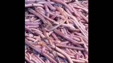 1 pound of African Night Crawlers