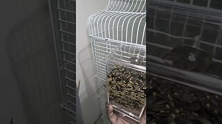 Installing a Transparent Hanging Automatic Bird Feeder in My African Lovebird Cage