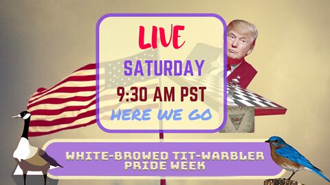 Saturday *LIVE* White-Browed Tit-Warbler Pride Week Edition