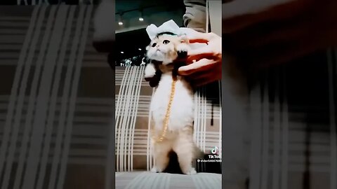 Cute Cat Videos 😍❤️😍