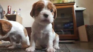 Cadela bebé troca peluche por garrafa de bebida energética