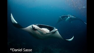 Best of Underwater Pictures by Daniel Sasse