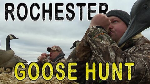 Hunting Giant Rochester Geese