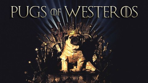 Game Of Thrones Pugs: Meet The Pugs of Westeros