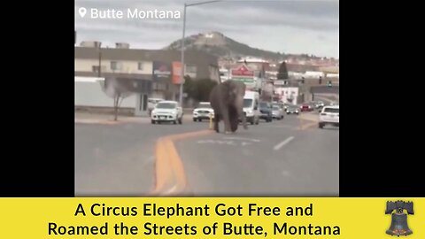 A Circus Elephant Got Free and Roamed the Streets of Butte, Montana