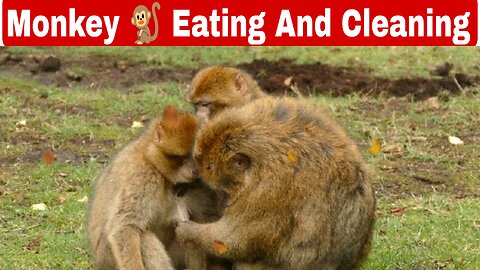 Monkey 🐵 Eating 🤤 And Cleaning 😁 Each Other 😊 #viral #monkey @PawsomeFlix