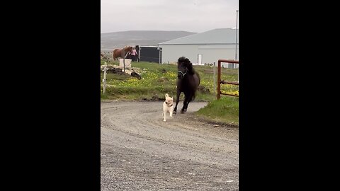 The dog has such a big smile on his face😭