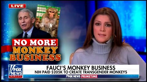 Campos-Duffy: Fauci's NIH Paid Over $205k To Create Transgender Monkeys