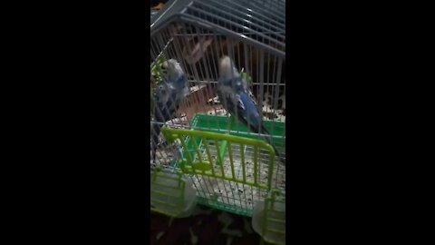 Beautiful and funny birds