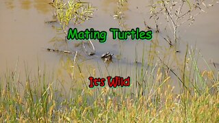 Mating Turtles – It’s Wild