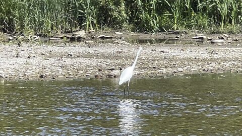 White Egret strutting around Humber River