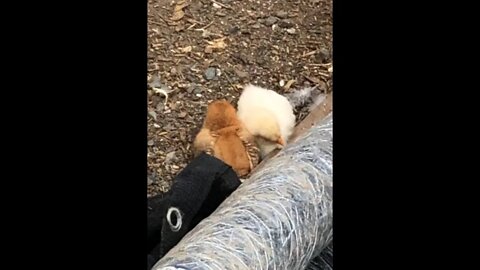 Baby chicks are free ranging alone 😳 mum was injured