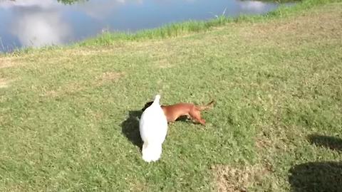 Hilarious Adventures of a Duck and a Dog