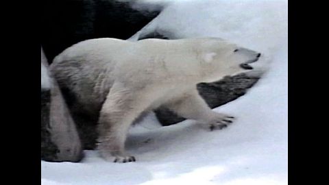 Polar Bears Don't Like Ice