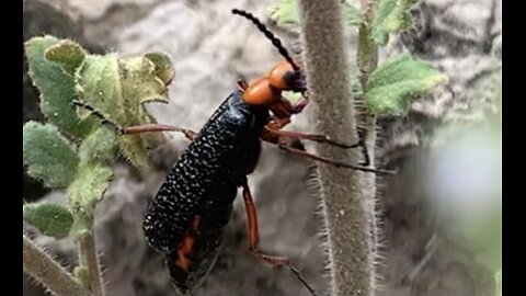 Desert blister beetle climbing up a flower