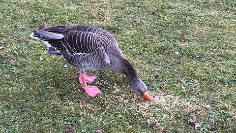 Feeding Time: Vulnerable Goose