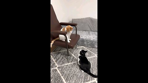 CAT VS CAT FUNNY VIDEO |FUNNY VIDEO KIDS 😆😱😺😸😆😀