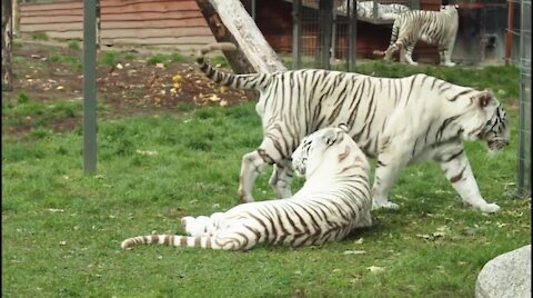 Best Tiger Roar Sound & Growling in Forest #Latest Video Full HD