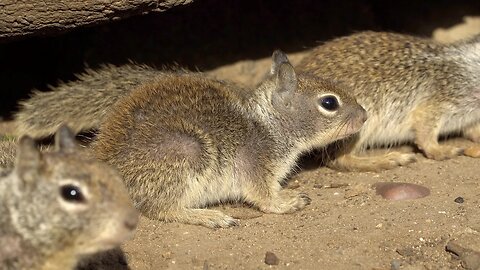 CatTV: teenage squirrel sneaky