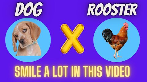 Dogs VS Roosters