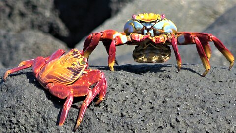 Huge, vividly colored crabs patrol the beach for algae