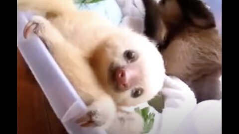 Baby sloths being sloths