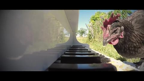 Talented chicken plays piano like a pro