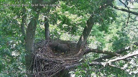 Hays Eagles H19 H20 Fly into the Nest for Nestovers 71423 14:53