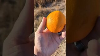 357 Magnum vs Fruit