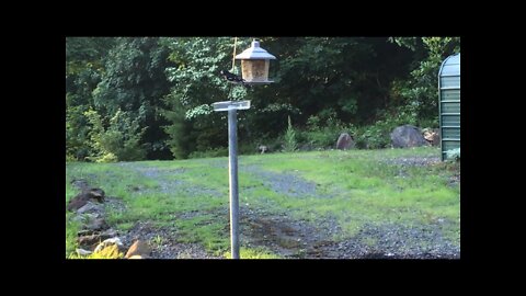 NW NC Appalachia Bird feeder Bird Watching