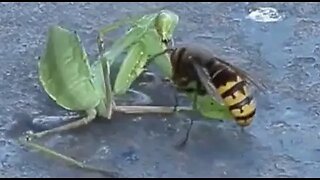 Mantis vs Hornet, Who is Stronger, Who Can Survive the Fight