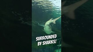 Shark Encounter at SeaWorld San Diego #seaworldsandiego #sharks #seaworld