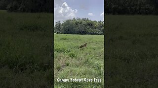 Big Cat Rescue bobcat rehab, Kamau rehab bobcat goes back to the wild! July 25, 2023