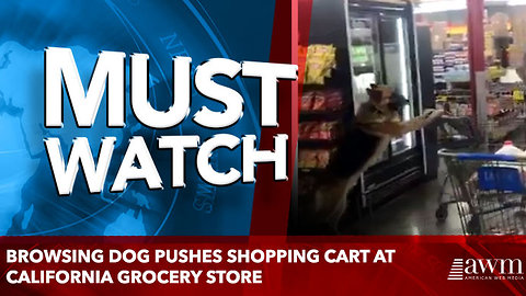 Browsing dog pushes shopping cart at California grocery store