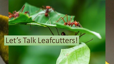 Let's Talk Leafcutters!