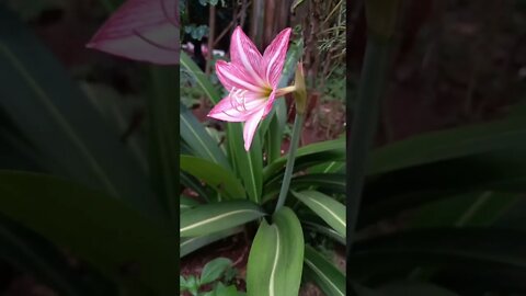 A SOLITARY TRUMPET FLOWER