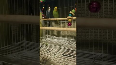 Budgie Parrots Footloose 😂 #shorts #youtubeshorts #budgies #animallover #parakeets #parrots #funny