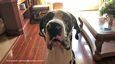 Purring Cat and Great Dane Love to Sit For Treats