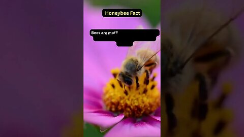 Honeybees' Color Craze: Blue & Purple Flower Favorites 🐝💙💜 #honeybee #beekeeping