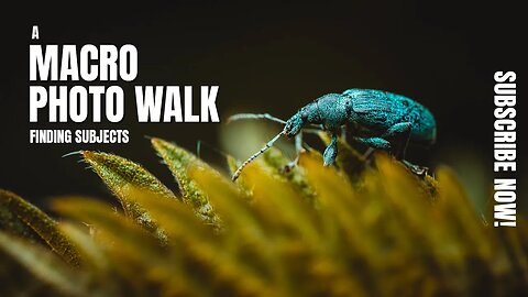 Tips For Finding Subjects for Macro Photography | A Macro Photo Walk