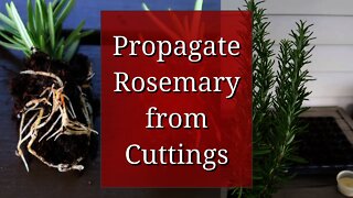 Propagate Rosemary from Cuttings