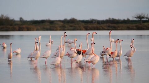 Birds love with Nature#nature#beautiful