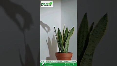 Buy Snake Indoor Plants Online Buy Live Plants Online Plant A Leaf #shorts #plantaleaf