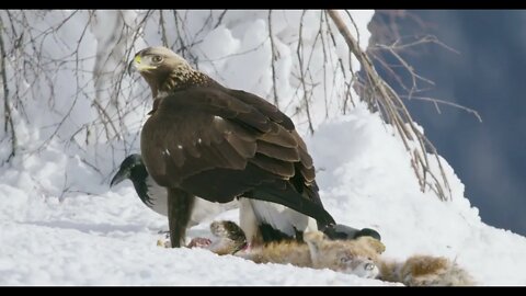 Close-up of a aggressive golden eagle scaring away crows and magpies from prey at mountain in the wi