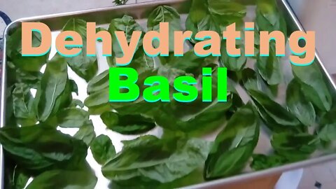 No. 648 – Picking And Dehydrating Some Basil