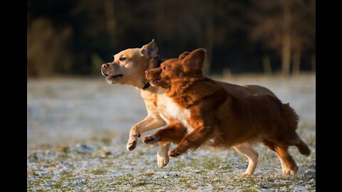 MY Leash reactive dog training | SAFE and EFFECTIVE!!!