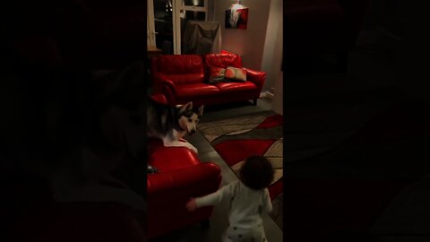 Baby playing with Dog | #Shorts #animal