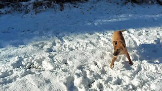 Rex the Wonder Dog first time in snow